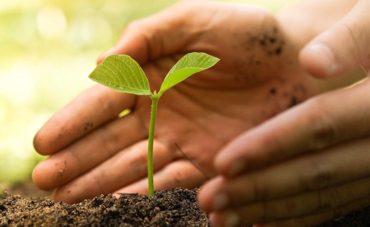 Garten und Landschaft